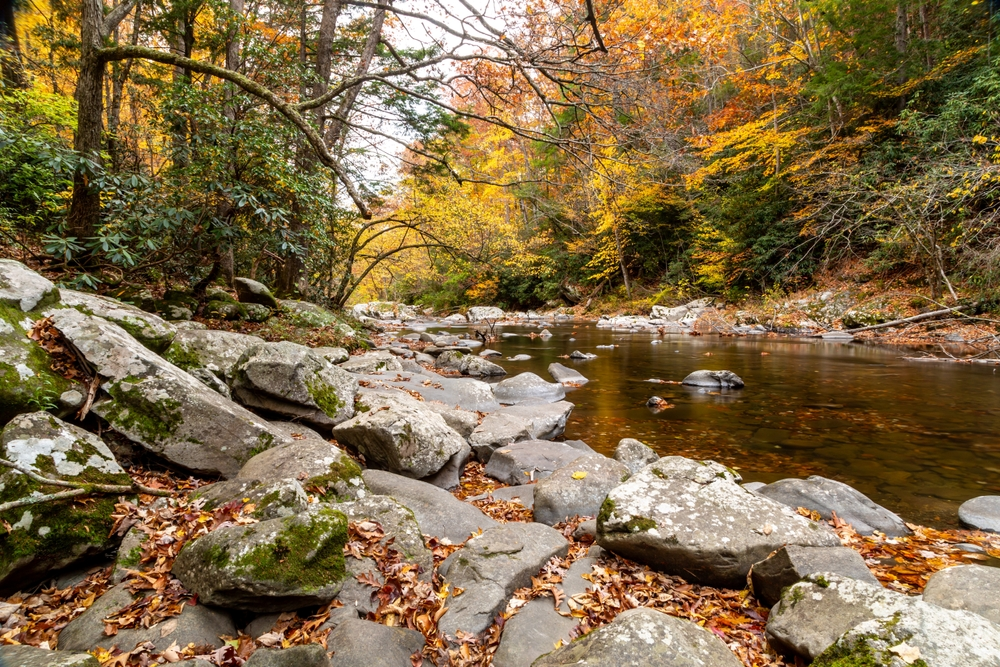 river surrounded by fall foliage