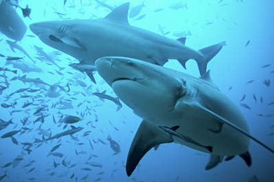 bull sharks in water