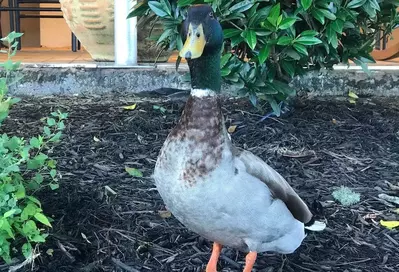 duck at the inn on the river hotel 