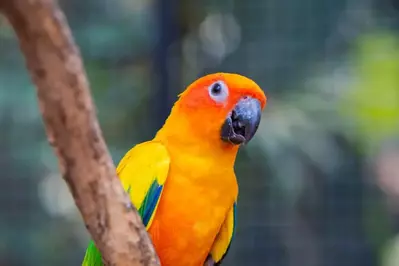 parrot on a perch