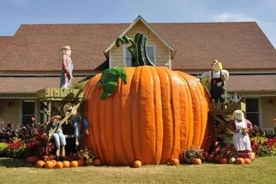 Giant pumpkin