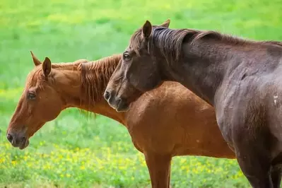 brown horses in a field