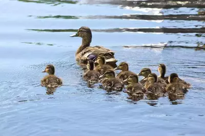 A family of ducks in a river.