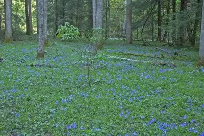 Wildflowers in the mountains near Pigeon Forge.