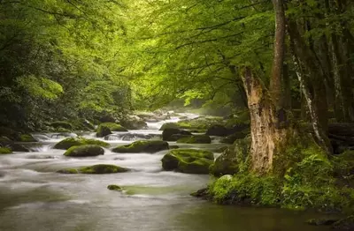 Beautiful stream in the forest near our Pigeon Forge hotel rooms.