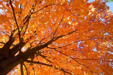 Red leaves on a tall tree