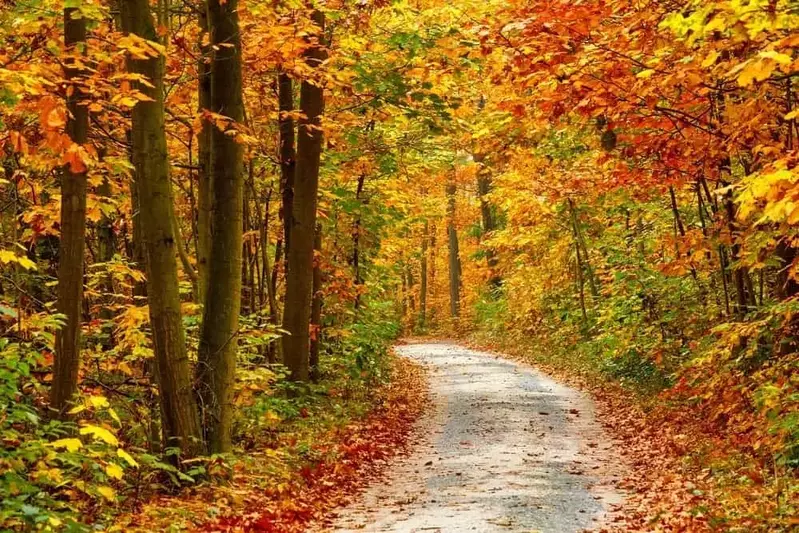 Bright fall colors lining a road in the Smoky Mountains