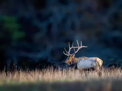 Elk in the field