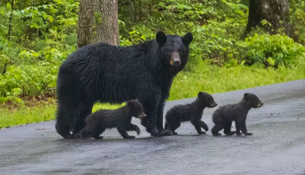 black bear and three cubs crossing road