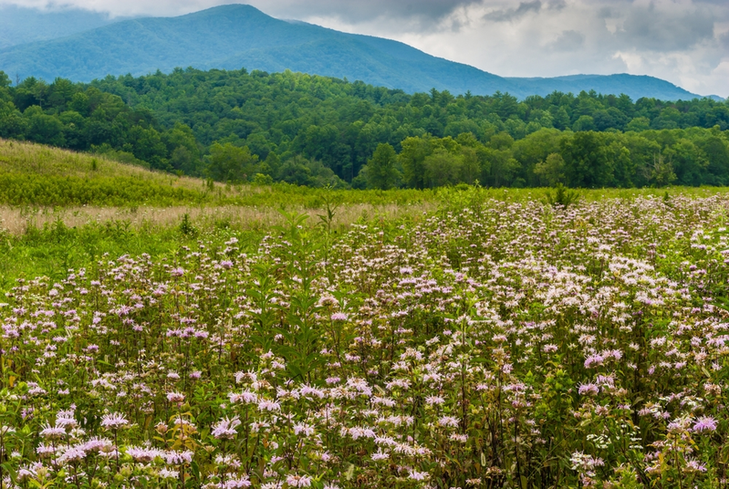 spring wildflowers in meadow surrounded by mountains