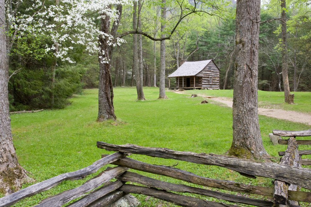 cabin in Cades Cove with blooming trees in spring